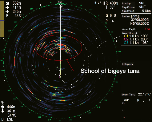 (400 m range) Individual bigeye tuna can be seen in this fish school.